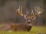 whitetail028.jpg