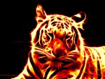 Flame_Tiger_by_zanardo.jpg