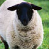 A WRATHFULSHEEP